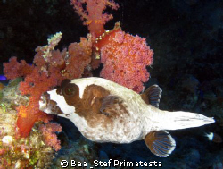 Masked pufferfish (Arothron diadematus). Canon G9 with in... by Bea & Stef Primatesta 